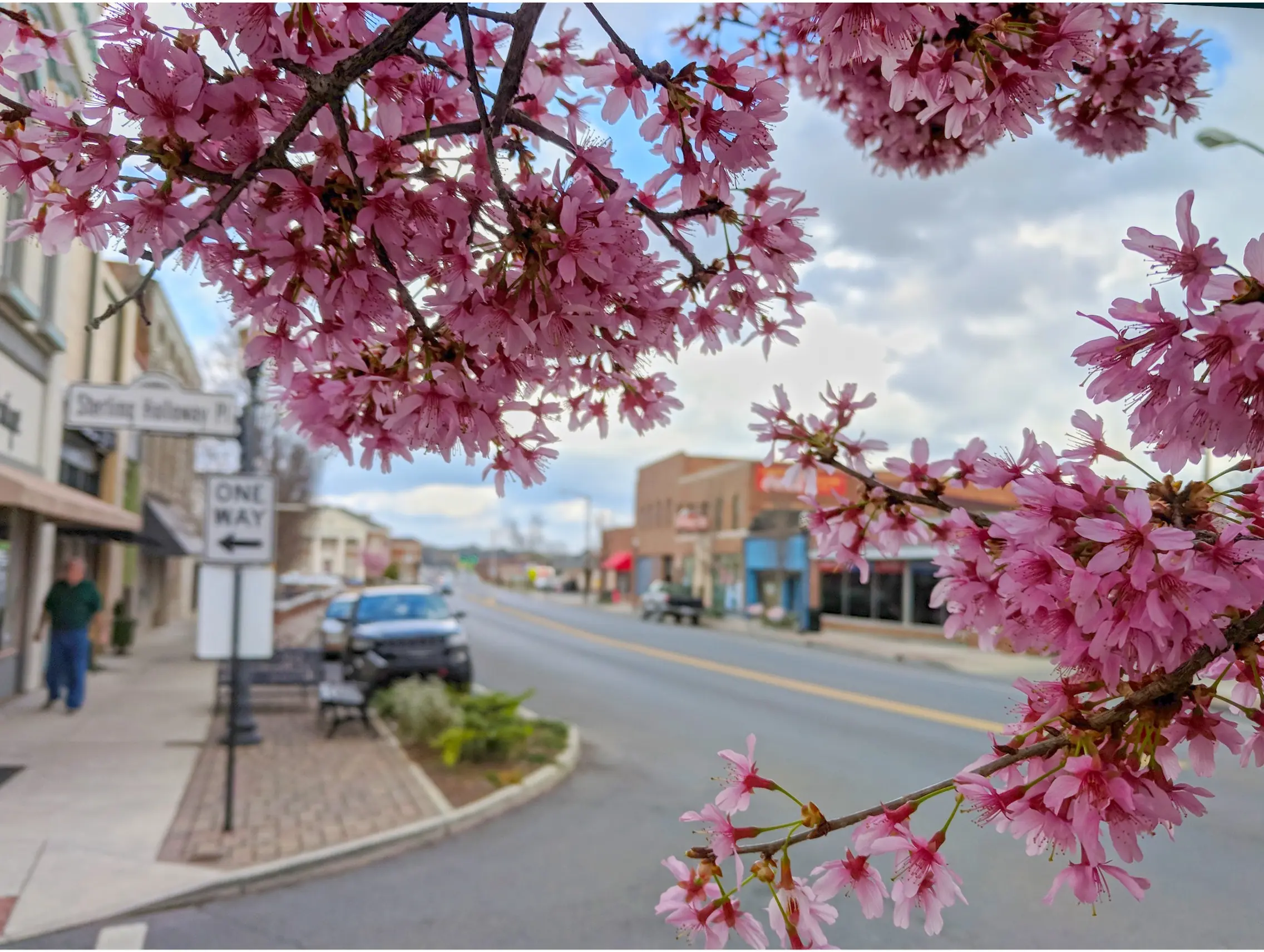 Branches with pink blossoms frame a view of Cedartown, capturing community life along a small town street with buildings, parked cars, and a cloudy sky in the background.